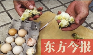 昨天上午，鄭州市紫東苑小區(qū)一住戶家的烏雞蛋竟然孵出了小雞