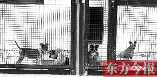 被主人遺棄的小狗暫時寄居在鄭州市犬只收容中心內(nèi)，如果沒有人來認領(lǐng)，他們將被處以安樂死