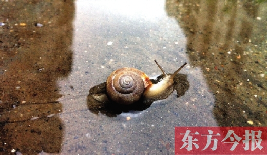 堵車俺不怕，就怕發(fā)大水，這不，一大早蹚水過街，現(xiàn)在已經(jīng)是下午了，俺還在馬路中間呢