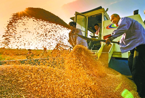 根據(jù)國(guó)家統(tǒng)計(jì)局核定結(jié)果，我省2012年糧食總產(chǎn)量達(dá)到1127.72億斤，成為第9個(gè)連續(xù)增產(chǎn)年份。