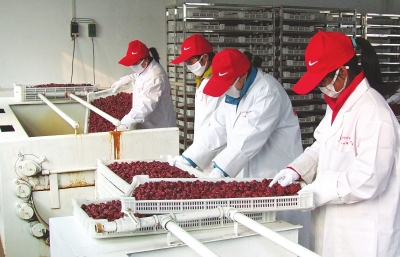 雖是寒冬，內(nèi)黃紅棗加工生產(chǎn)依然熱火朝天。