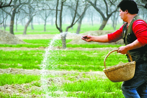 3月18日，內(nèi)黃縣城關鎮(zhèn)農(nóng)民在給小麥施肥。眼下正是冬小麥返青的關鍵時期，內(nèi)黃縣廣大農(nóng)民積極開展以澆水