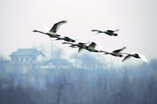 一群天鵝從空中飛過(guò) 一群天鵝從空中飛過(guò)