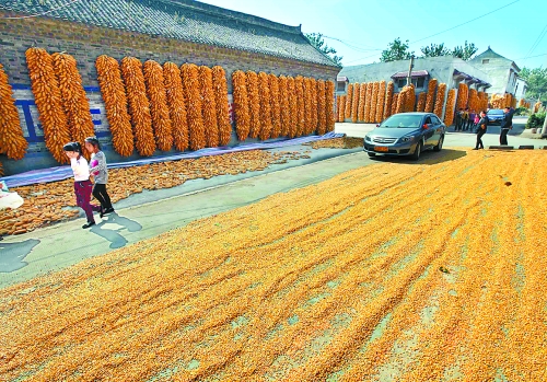 河南夏糧收購基本結(jié)束 累計收購小麥343.5億斤