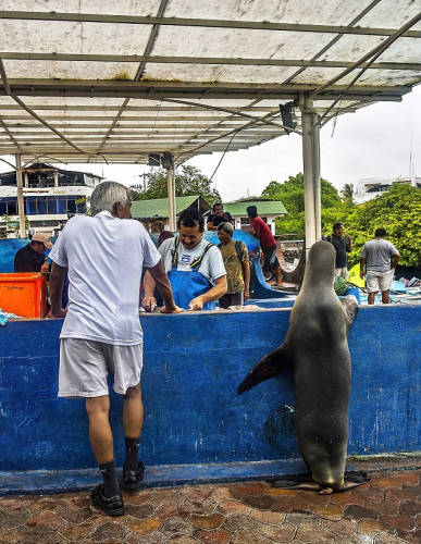 海獅變魚攤?？?排隊“購買”金槍魚