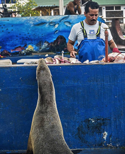 海獅變魚攤?？?排隊“購買”金槍魚