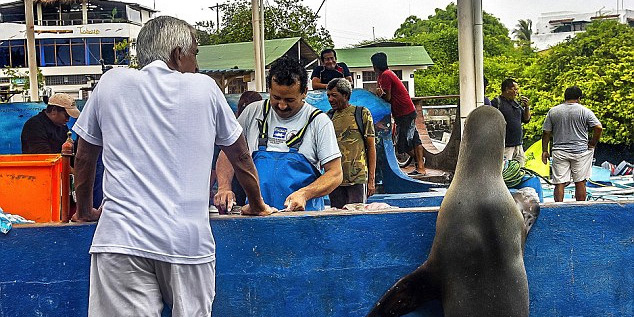 海獅變魚攤?？?排隊“購買”金槍魚
