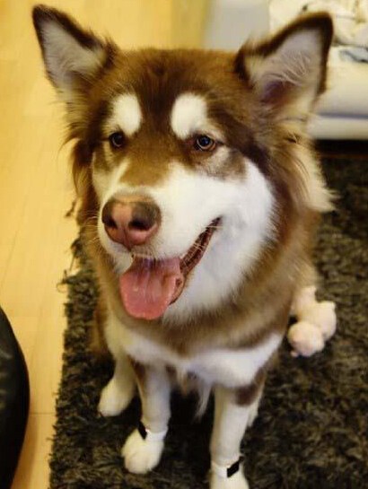 王思聰為愛(ài)犬配兩只Apple Watch 王思聰為愛(ài)犬配兩只Apple Watch