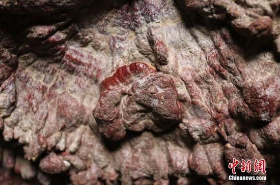 鄭州現(xiàn)巨型靈芝 最大直徑1.5米生長(zhǎng)年份超過(guò)200年 鄭州現(xiàn)巨型靈芝 最大直徑1.5米生長(zhǎng)年份超過(guò)200年