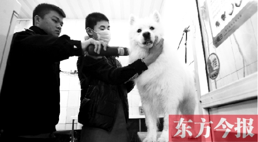 昨天，鄭州城管首次進(jìn)寵物店清查無證犬只