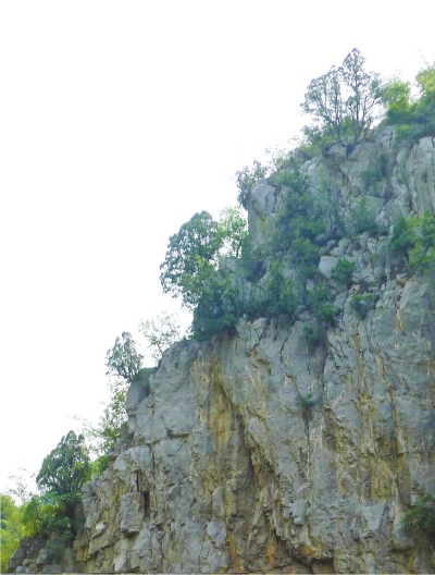 南太行山崖長的只是側柏,不是崖柏。