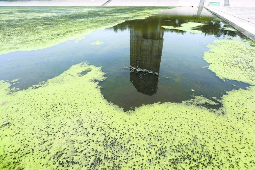 幾近干涸、臭氣熏天、長滿水草的東風(fēng)渠，已不見往日容顏　 記者 侯建勛/攝