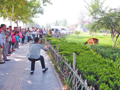 工作人員悄悄走近梅花鹿，準(zhǔn)備發(fā)射麻醉針。
