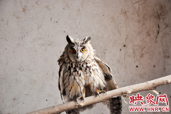 據(jù)了解，長耳鸮屬于夜行動物，是一種益鳥，主要捕食鼠類。