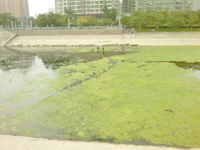 綠藻野蠻生長(zhǎng)，給東風(fēng)渠的水質(zhì)，帶來極大威脅。