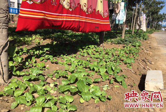 西四環(huán)中原路交叉口，大片生態(tài)廊道被毀，變成私家菜園。