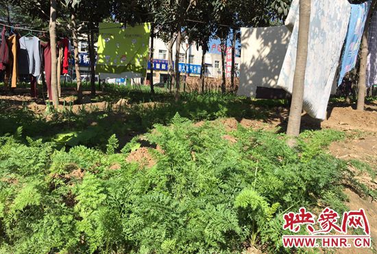 西四環(huán)中原路交叉口，大片生態(tài)廊道被毀，變成私家菜園。