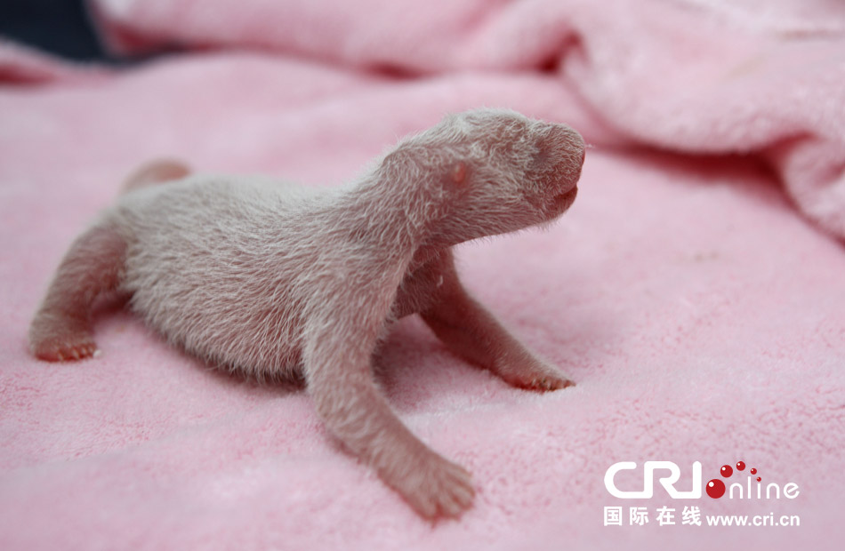 2013年7月11日，成都大熊貓繁育研究基地月亮產(chǎn)房，新生大熊貓寶寶在育嬰箱里憨態(tài)可掬。