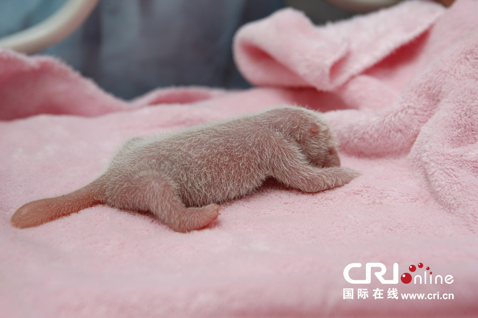 2013年7月11日，成都大熊貓繁育研究基地月亮產(chǎn)房，新生大熊貓寶寶在育嬰箱里憨態(tài)可掬。