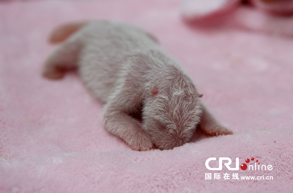 2013年7月11日，成都大熊貓繁育研究基地月亮產(chǎn)房，新生大熊貓寶寶在育嬰箱里憨態(tài)可掬。
