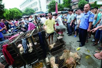 今天是廣西玉林狗肉節(jié)，市場上的攤販增加了數(shù)倍，城管也出動對市場上的占道行為進行規(guī)范 記者 劉暢 攝