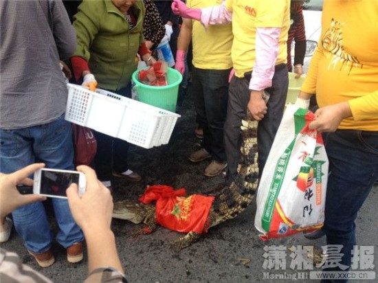 鱷魚(yú)被車(chē)主抓到。