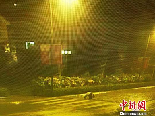 四川映秀街頭發(fā)現大熊貓仍在尋找其蹤影（圖）