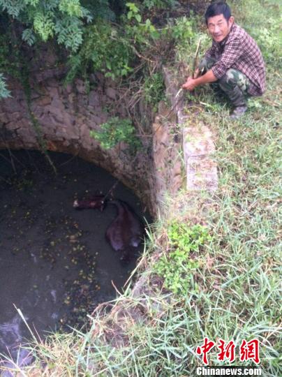 圖為大水牛掉進(jìn)13米深坑，民警消防灌水施救。