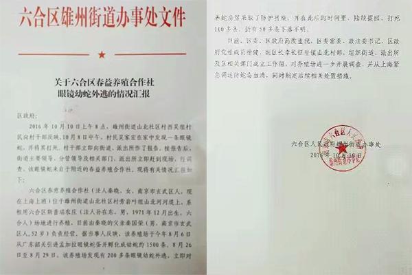交匯點(diǎn)10月10日消息， 10日晚上，一則消息在南京人的朋友圈和微信群里瘋傳，網(wǎng)傳消息稱：六合雄州街道山北村一個農(nóng)莊私自養(yǎng)眼鏡蛇，幾天前突然跑出來了，估計二三百條。交匯點(diǎn)記者向六合區(qū)委宣傳部相關(guān)人士求證，證實(shí)了此事確實(shí)發(fā)生。