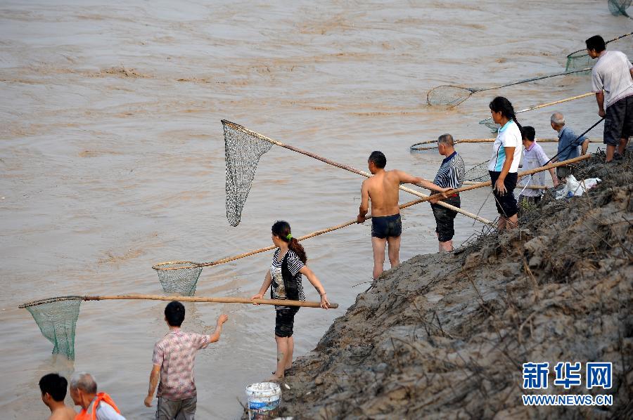 7月6日,在山西省平陸縣黃河岸邊,人們在河邊捕撈黃河“流魚”。