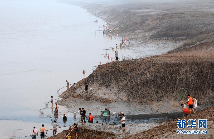  7月6日,在山西省平陸縣黃河岸邊,人們在捕撈黃河“流魚”。