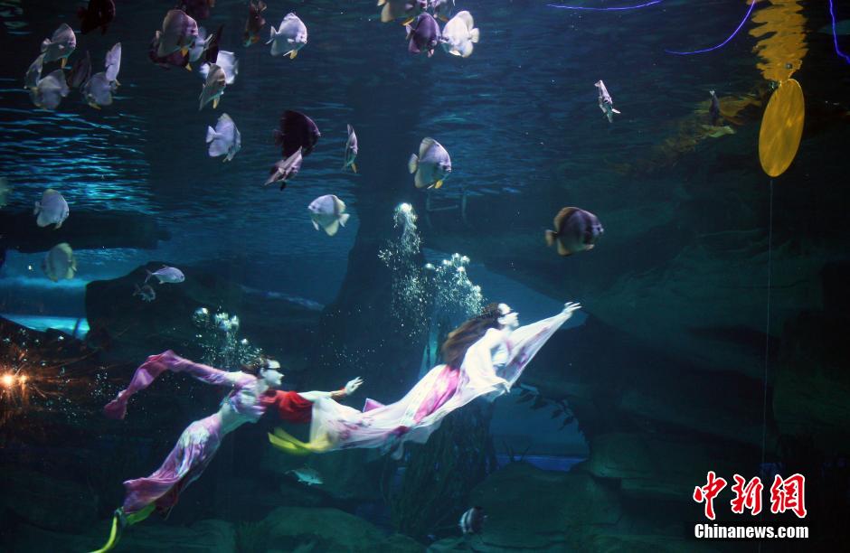 9月7日，在中秋節(jié)到來(lái)前一天，山東泉城海洋極地世界為游客帶來(lái)“嫦娥水中奔月”表演。