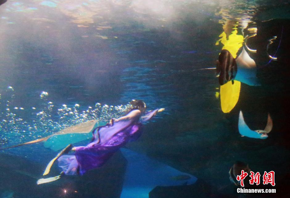9月7日，在中秋節(jié)到來(lái)前一天，山東泉城海洋極地世界為游客帶來(lái)“嫦娥水中奔月”表演。
