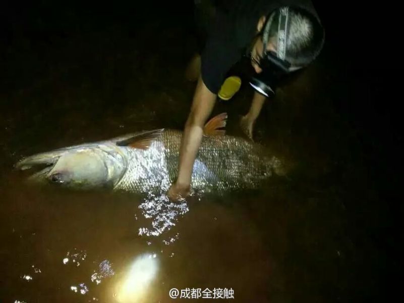 圖為父子倆發(fā)現(xiàn)大魚。