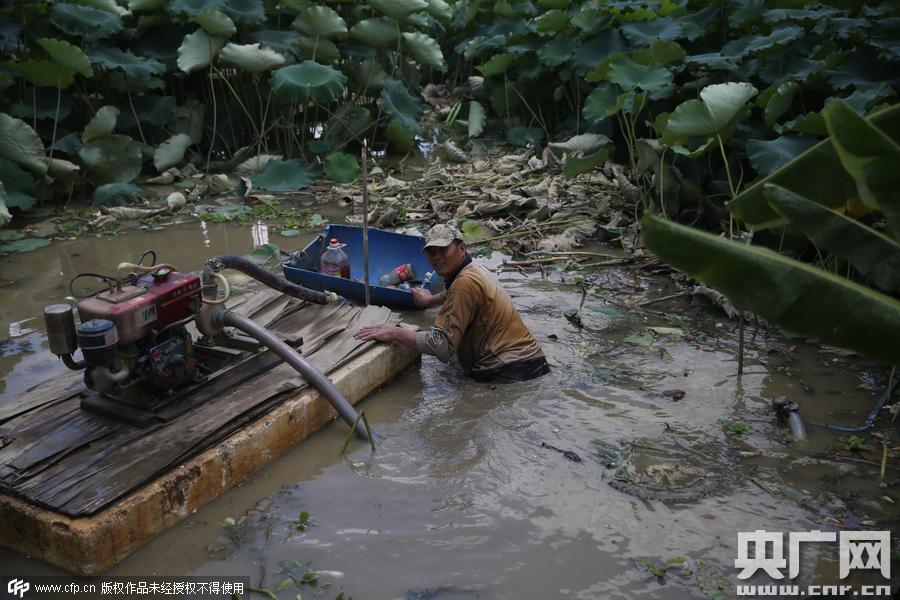 挖藕人日工作8小時(shí) 月入過(guò)萬(wàn) 挖藕人日工作8小時(shí) 月入過(guò)萬(wàn)