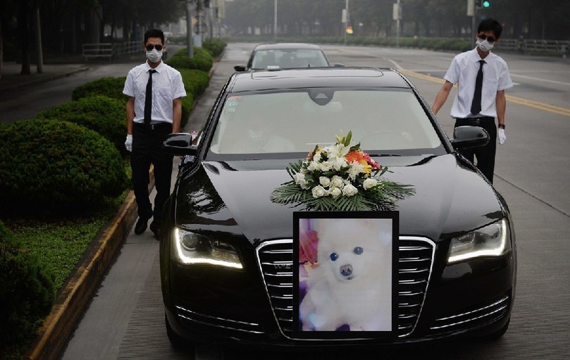著寵物狗靈柩的車隊(duì)緩緩開往悼念室。