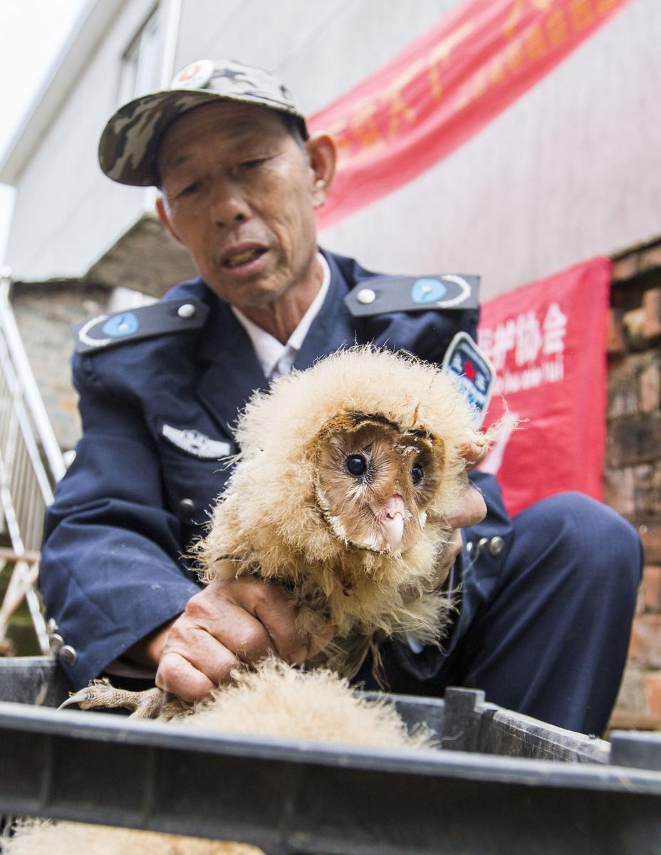 這5只雛鳥長得既像貓頭鷹，又像老鷹，危億玲和她丈夫便上網(wǎng)查詢，也沒查出來到底是什么動物。因?yàn)閾?dān)心這些雛鳥是保護(hù)動物，放在自己家里會養(yǎng)不好，危億玲便聯(lián)系上了都昌縣林業(yè)局野生動植物保護(hù)管理站。