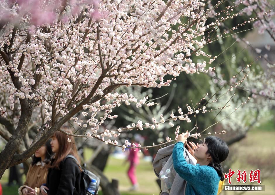 武漢萬梅齊放春意濃 武漢萬梅齊放春意濃