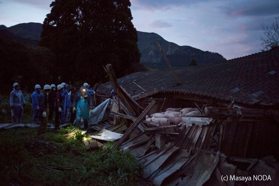 熊本地震后現(xiàn)“豬堅強(qiáng)” 救出后被送屠宰場 熊本地震后現(xiàn)“豬堅強(qiáng)” 救出后被送屠宰場