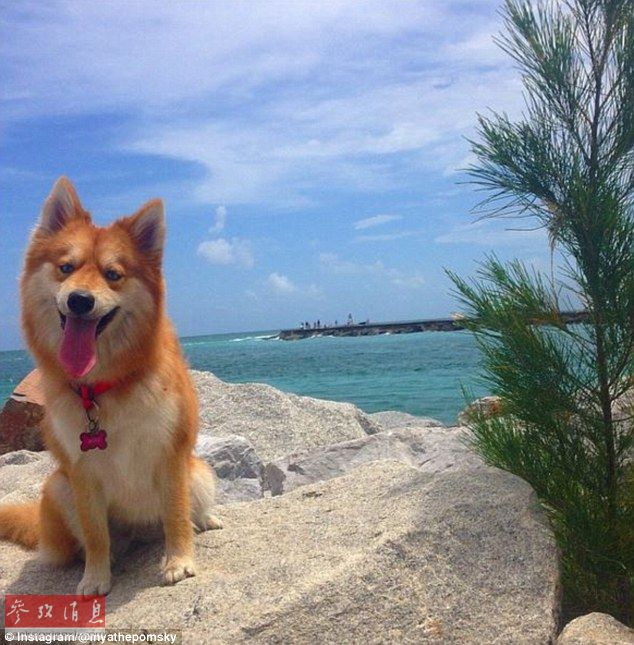 狐貍還是狗？藍(lán)眼睛萌寵走紅網(wǎng)絡(luò)