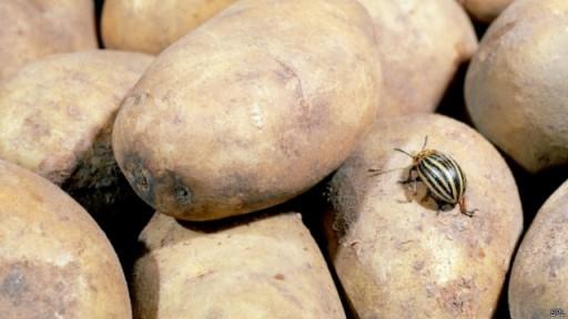 英媒曝最奇葩急救電話(huà):土豆變綠還能吃嗎(圖) 英媒曝最奇葩急救電話(huà):土豆變綠還能吃嗎(圖)