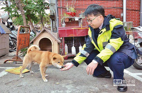 圖中這只柴犬生性好動，逢人就搖起臀部及尾巴