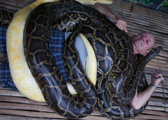 菲律賓一家動(dòng)物園為游客提供蟒蛇按摩服務(wù)。