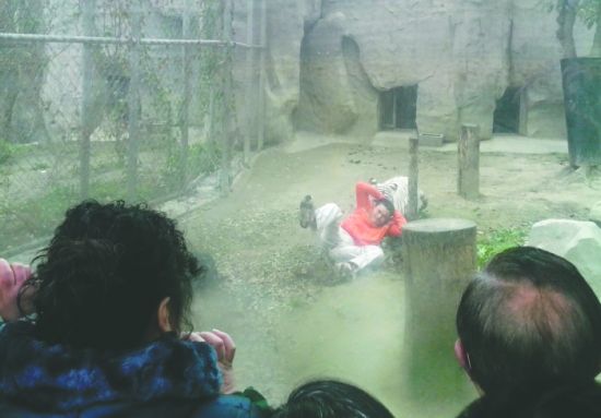 昨日，成都動物園，男子進(jìn)入白虎活動區(qū)后被白虎拖行。動物園出動50多人成功營救下他