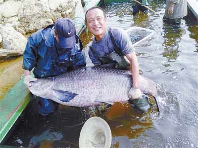 河南水庫捕到147斤重大青魚，長1.76米。