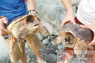楊先生買來(lái)的鱷龜有很強(qiáng)的攻擊性。見習(xí)記者 雷鍵 攝