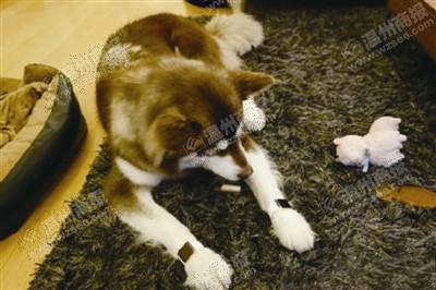 說到蘋果表，昨天的網(wǎng)友大為感嘆：人比人，氣死人了。不！是人比狗，氣死人。