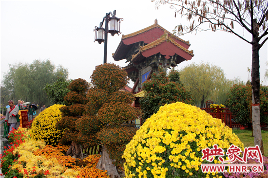 天好、花美 中國開封第32屆菊花文化節(jié)延長一周