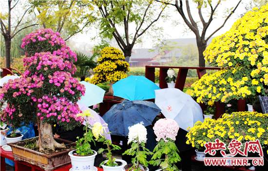 天好、花美 中國開封第32屆菊花文化節(jié)延長一周