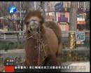駱駝肉當(dāng)街叫賣合法？
